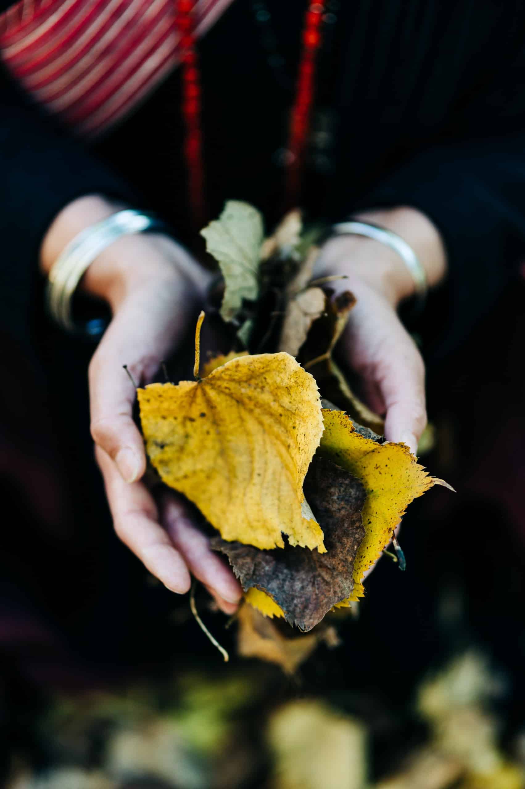 Leaf in hands Hands giving soil and leaves. Representing roots (traditions) being passed from one generation to the next. Knowledge